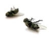 flies